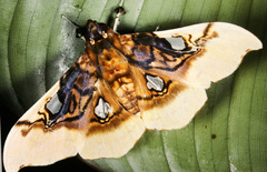 Eupastranaia tumidifrons