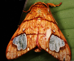 Zatrephes trailii