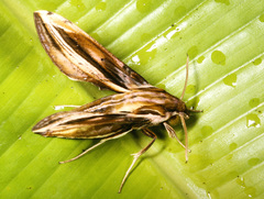 Xylophanes thyelia
