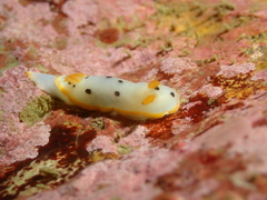 Chromodoris orientalis