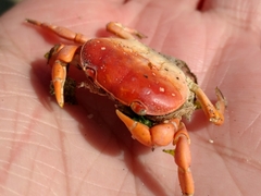 Cyclograpsus cinereus