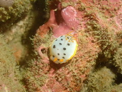 Chromodoris orientalis