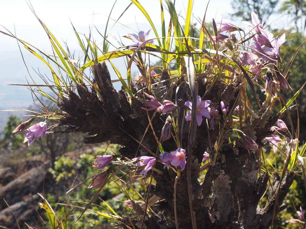 Xerophyta concolor