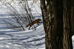 Vulpes vulpes