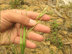 Bromus pitensis