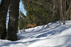 Vulpes vulpes