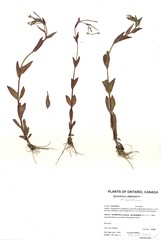 Epilobium lactiflorum