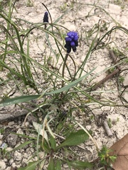 Muscari neglectum