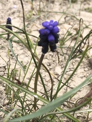Muscari neglectum