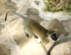 Chlorocebus pygerythrus hilgerti