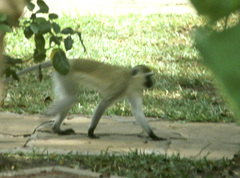 Chlorocebus pygerythrus hilgerti