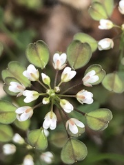 Noccaea perfoliata