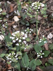 Noccaea perfoliata