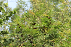 Vachellia hindsii