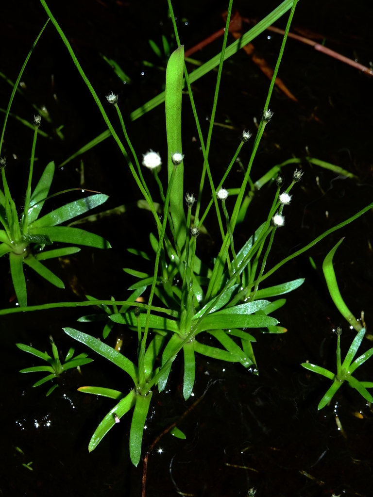 Paepalanthus oyapockensis