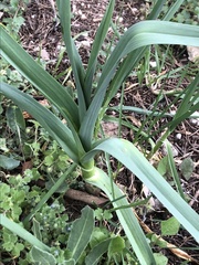 Allium porrum