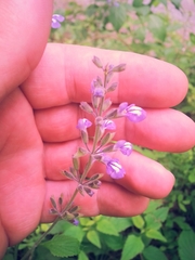 Salvia urticifolia
