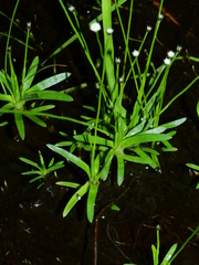 Paepalanthus subtilis