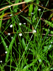 Paepalanthus subtilis