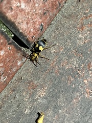 Pheropsophus jessoensis