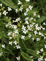 Noccaea perfoliata