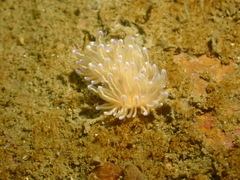 Phyllodesmium opalescens