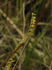 Stelis galeata
