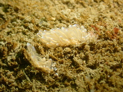 Phyllodesmium opalescens