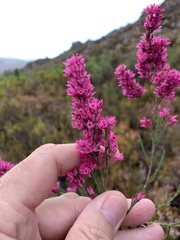 Erica vogelpoelii