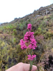 Erica vogelpoelii