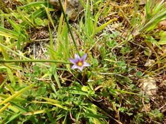Romulea ramiflora