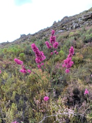 Erica vogelpoelii
