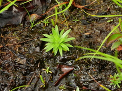 Paepalanthus oyapockensis