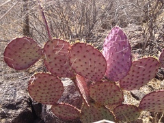 Opuntia gosseliniana