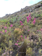 Erica vogelpoelii
