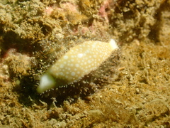 Naria miliaris