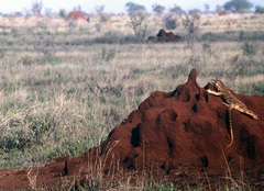 Varanus albigularis microstictus