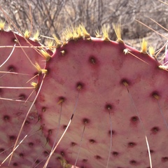 Opuntia gosseliniana
