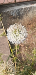 Echinops echinatus