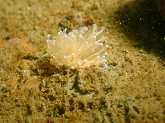 Phyllodesmium opalescens