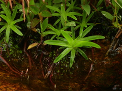 Paepalanthus oyapockensis