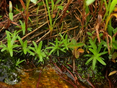 Paepalanthus oyapockensis