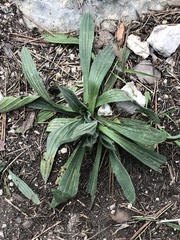 Plantago lanceolata