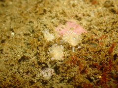 Phyllodesmium opalescens