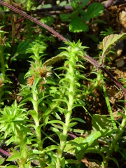 Paepalanthus fluviatilis