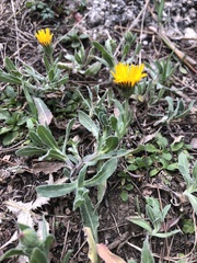 Calendula arvensis
