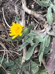Calendula arvensis