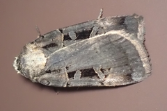 Pseudohermonassa tenuicula