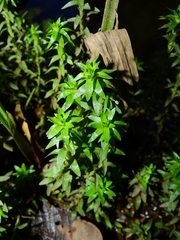 Paepalanthus fluviatilis