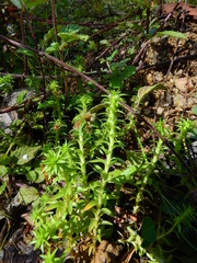Paepalanthus fluviatilis